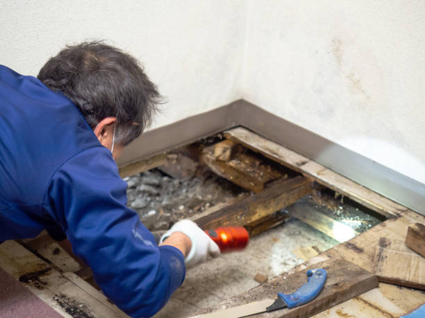 Best Basement Mold Remediation in Belle Plaine, MN