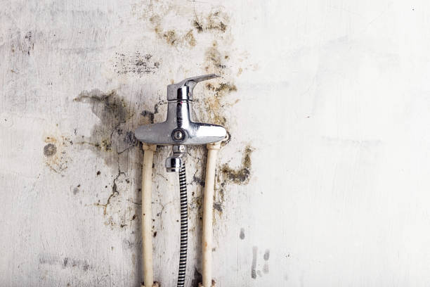 Best Residential Mold Remediation in Belle Plaine, MN