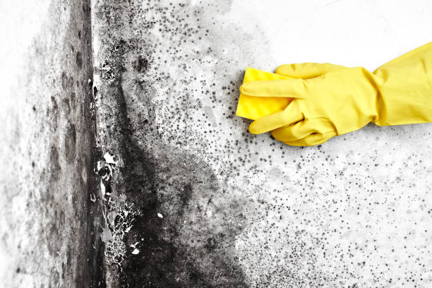 Best DIY Mold Remediation Support Services in Belle Plaine, MN