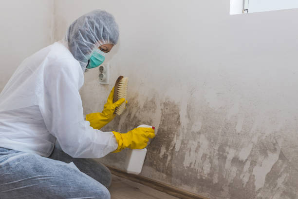 Professional Mold Remediation in Belle Plaine, MN