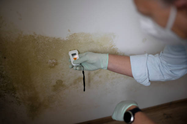 Best Post-Flood Mold Remediation in Belle Plaine, MN