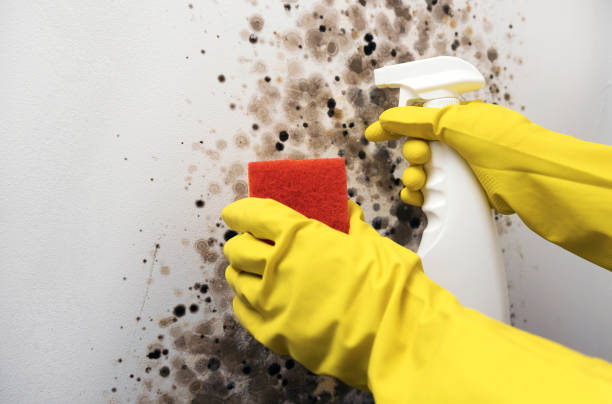 Best Industrial Mold Remediation in Belle Plaine, MN