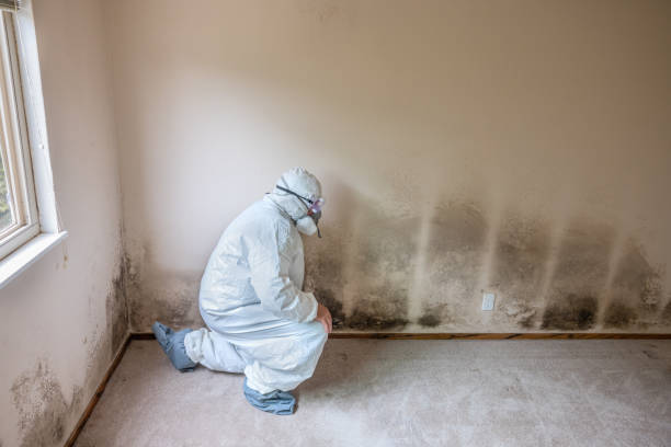 Best DIY Mold Remediation Support Services in Belle Plaine, MN