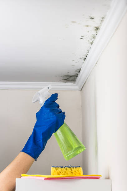 Best HVAC Mold Remediation in Belle Plaine, MN