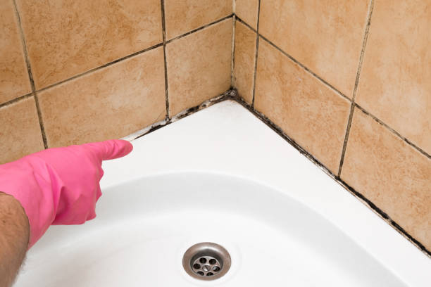 Best Health and Safety Mold Remediation in Belle Plaine, MN